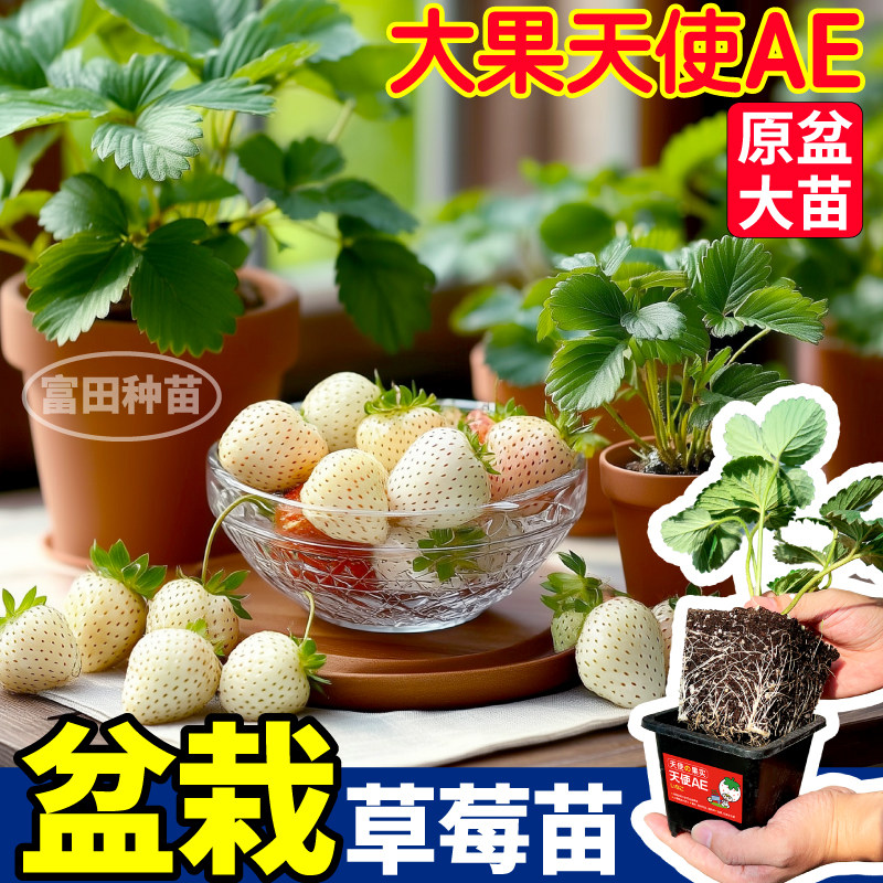 寿光天使AE大果原土原盆白草莓大苗香气十足根系旺四季阳台小院