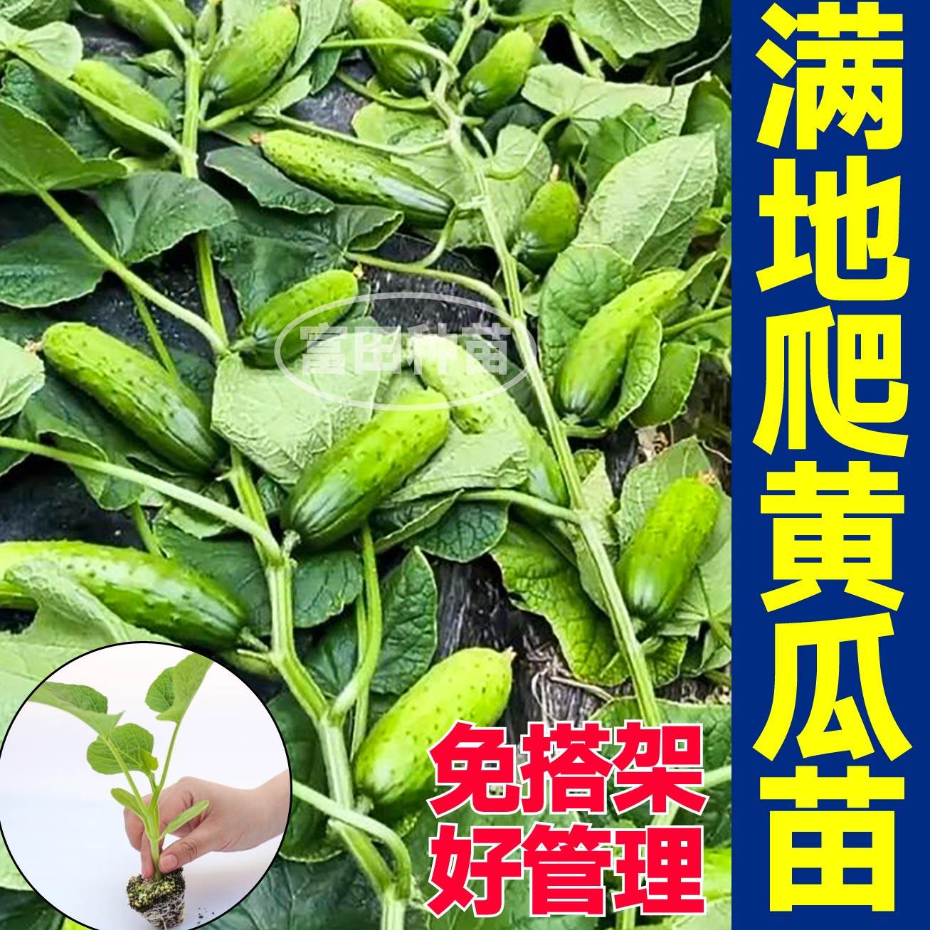 高产满地爬水果黄瓜秧苗带土球水果绿芯旱黄瓜种子籽春秋四季盆栽