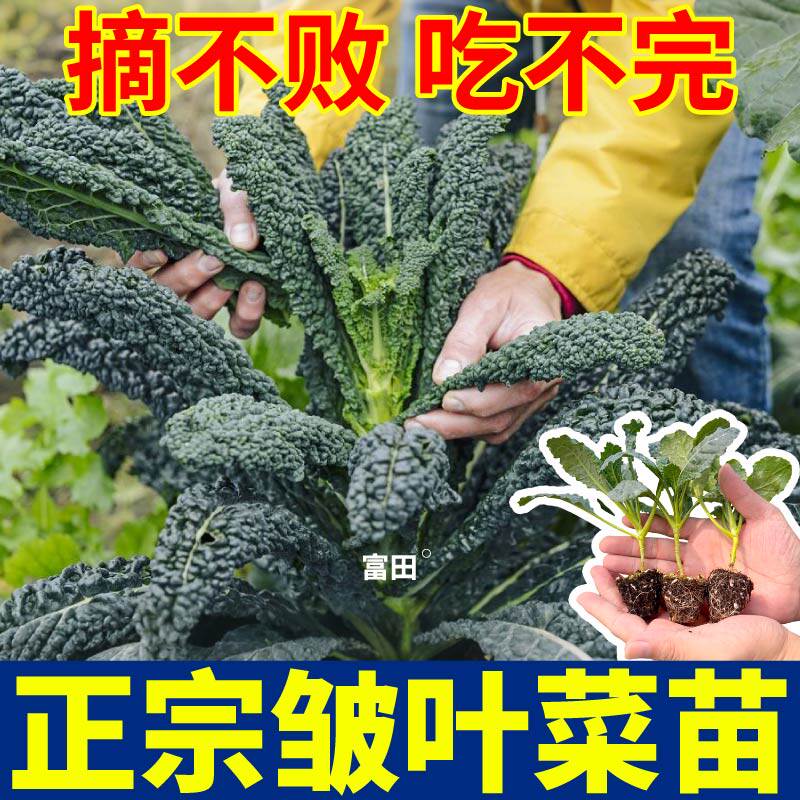 正宗皱叶菜苗秧四季耐寒摘不败蓝粉紫绿羽衣甘蓝盆栽种子庭院种植