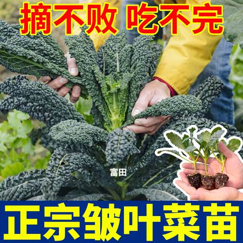 正宗皱叶菜苗秧四季耐寒摘不败蓝粉紫绿羽衣甘蓝盆栽种子庭院种植