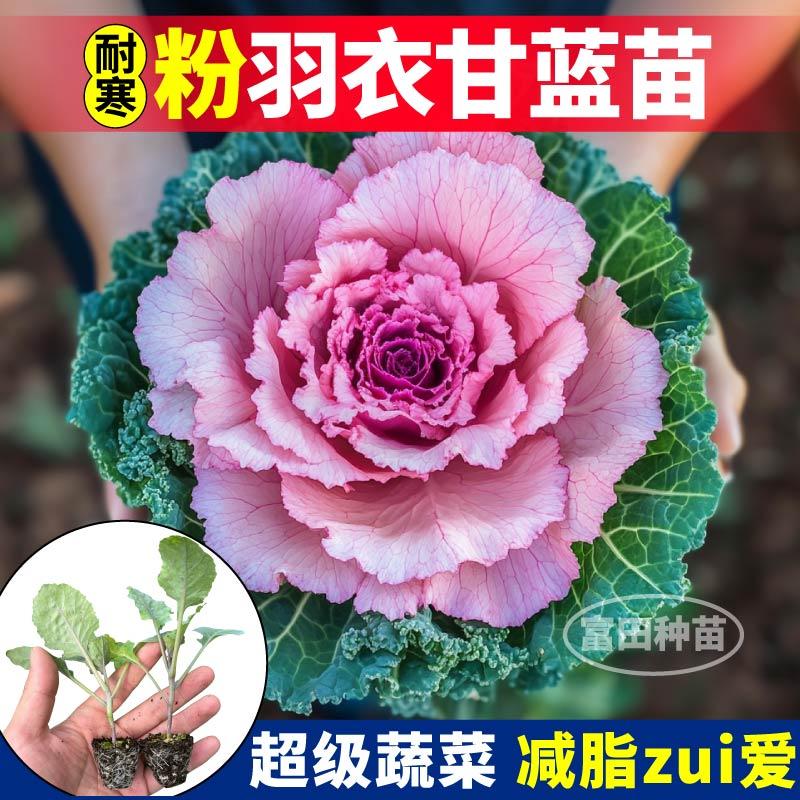 观赏食用粉羽衣甘蓝苗秧绿紫粉白羽衣甘蓝种子叶牡丹四季盆栽阳台