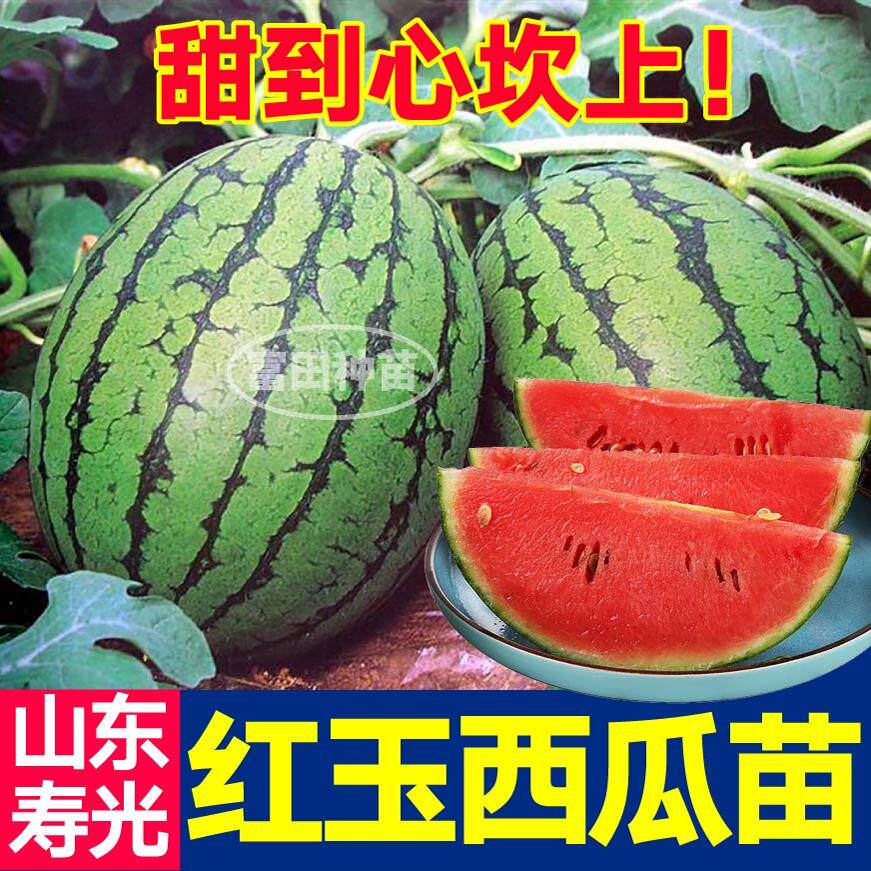 山东寿光早春红玉西瓜苗秧超甜皮薄麒麟小凤黄皮西瓜种子春秋盆栽