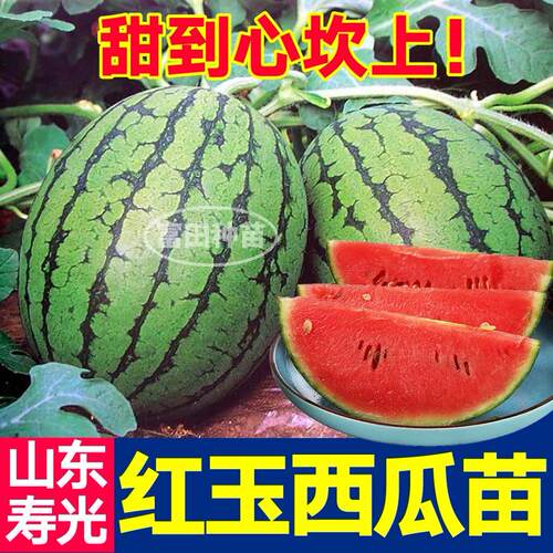 山东寿光早春红玉西瓜苗秧超甜皮薄麒麟小凤黄皮西瓜种子春秋盆栽