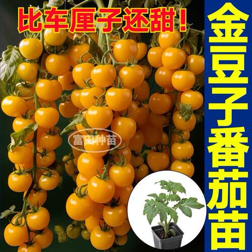 寿光超甜多汁金豆子番茄苗秧红黄黑粉圣女果圣女果樱桃小番茄种子