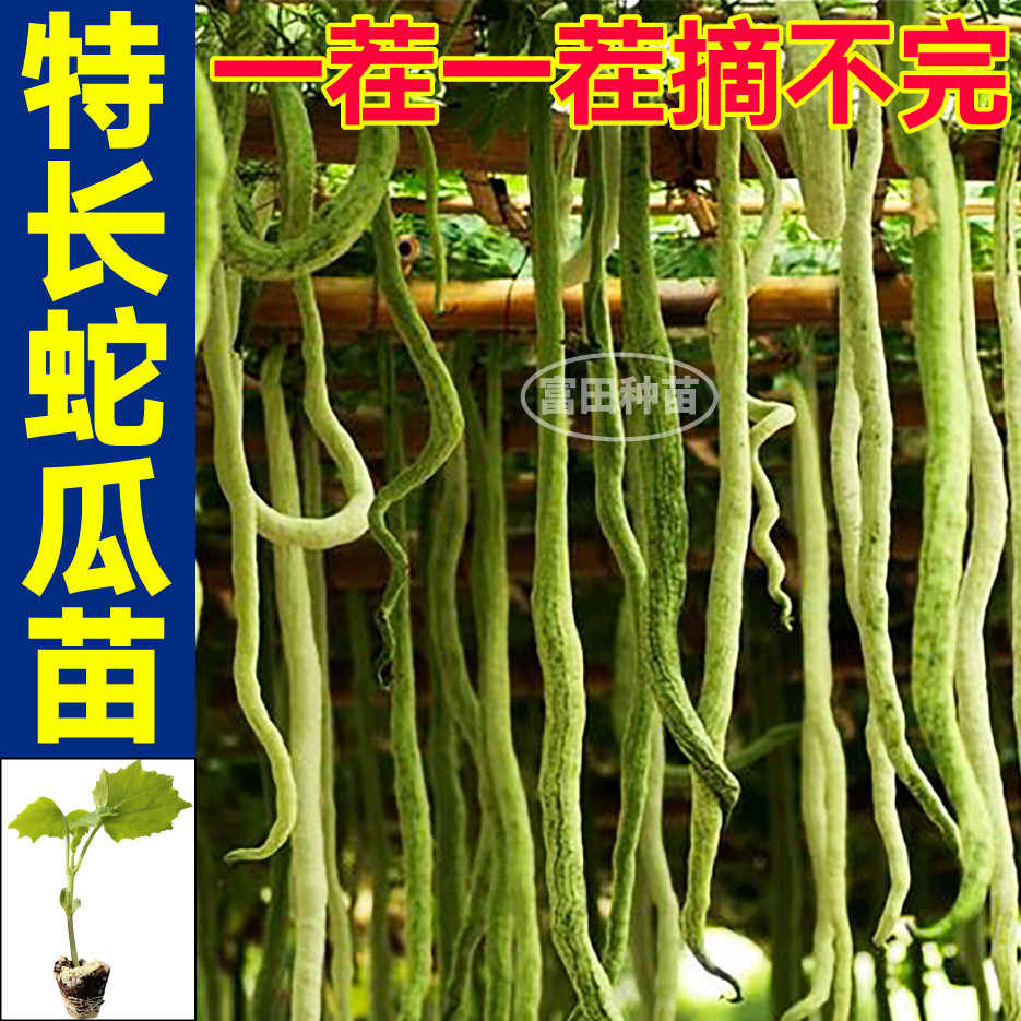 寿光蛇瓜苗秧特长带土球高产观赏食用蛇豆四季阳台小院盆栽种子