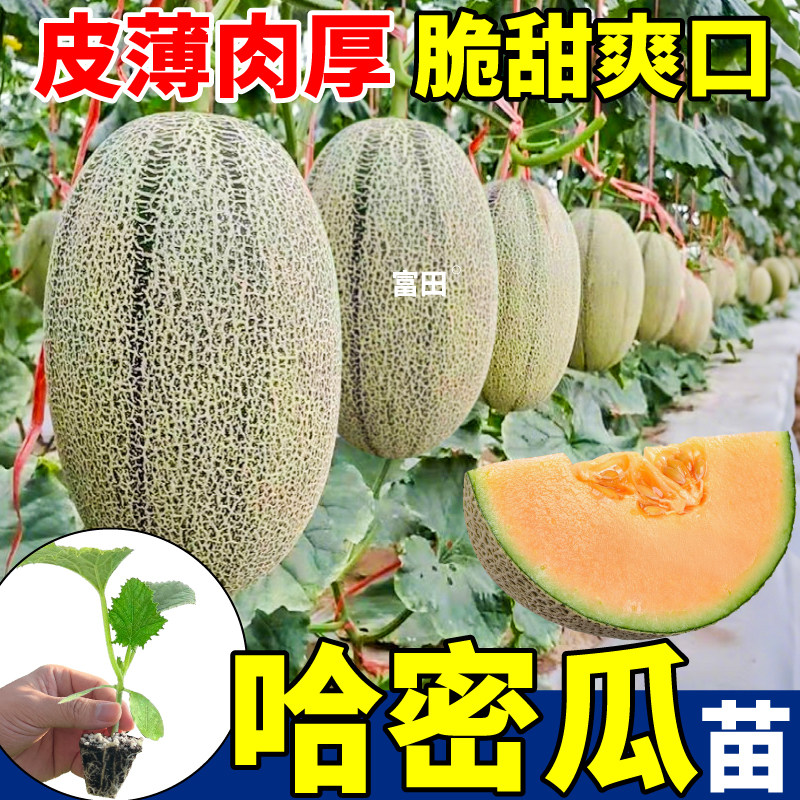 鲜甜爽口哈密瓜苗秧四季阳台盆栽地栽小院种植酥脆甘甜蜜瓜种子