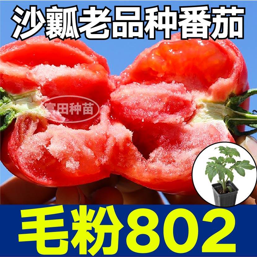 寿光超甜沙瓤毛粉802番茄苗秧老品种西红柿大粉柿子种子四季盆栽,鲜花速递/花卉仿真/绿植园艺,种苗/半成品盆栽,淘宝优惠券,粉丝福利购,淘宝优惠卷