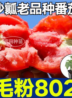 寿光超甜沙瓤毛粉802番茄苗秧老品种西红柿大粉柿子种子四季盆栽