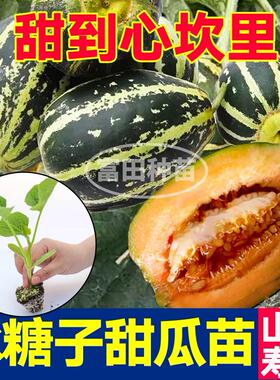 超甜冰糖子甜瓜苗秧绿宝石羊角蜜花皮香瓜种子四季盆栽带土球高产