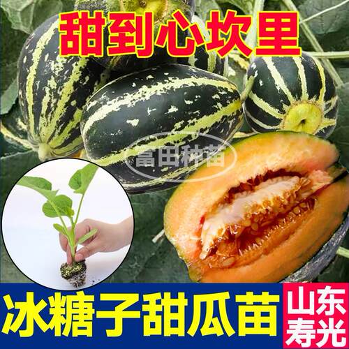 超甜冰糖子甜瓜苗秧绿宝石羊角蜜花皮香瓜种子四季盆栽带土球高产