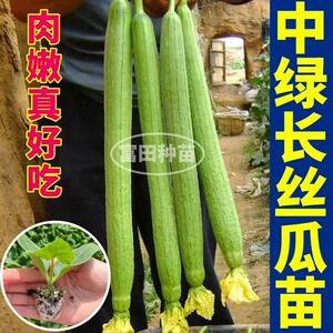 肉嫩好吃中绿长丝瓜苗秧高产八角棱大肉丝瓜种子四季庭院爬藤春秋