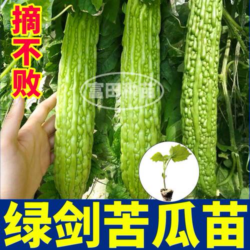 寿光高产绿剑苦瓜苗秧带土球白苹果苦瓜春秋四季庭院盆栽阳台种子