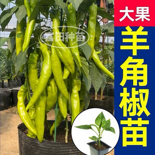 高产大果羊角椒苗秧带土球压趴架红青椒种子春秋四季盆栽庭院寿光