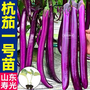 盆栽带土球 寿光杭茄一号苗秧紫黑长茄高产易种紫黑长圆茄种子四季