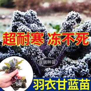 紫羽衣甘蓝苗秧带土球耐寒绿羽衣种子观赏食用四季 盆栽阳台蔬菜苗