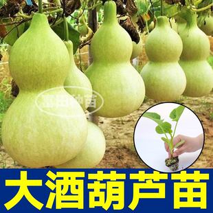 高产大酒葫芦苗秧带土球手捻小葫芦文玩迷你小亚腰庭院盆栽种子籽