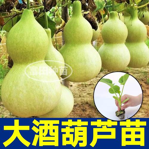 高产大酒葫芦苗秧带土球手捻小葫芦文玩迷你小亚腰庭院盆栽种子籽