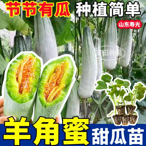 寿光羊角蜜苗秧带土球博洋九绿宝石冰糖籽哈密瓜阳台高产超甜盆栽