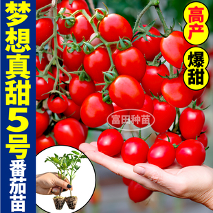 夢想真甜5號番茄苗秧四季 高產(chǎn)爆甜陽臺盆栽紅千禧金玲瓏番茄種子