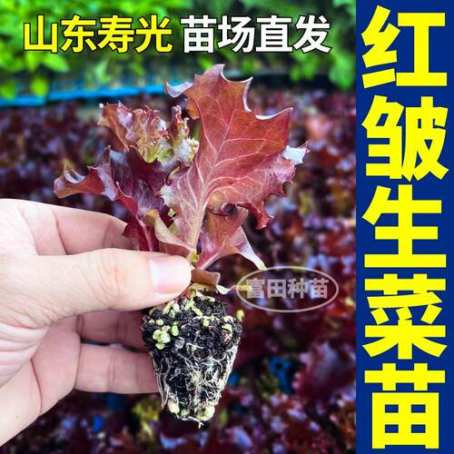 四季盆栽红皱生菜苗秧大速结球紫皱直立生菜种子庭院好看好吃大苗