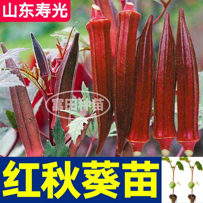 四季高产红秋葵苗秧水果秋葵幼苗种子易种植不易老带土球四季盆栽