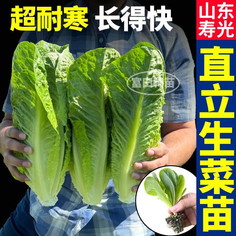 脆嫩好吃直立生菜苗秧孔雀菜大速红皱意大利生菜种子四季盆栽阳台