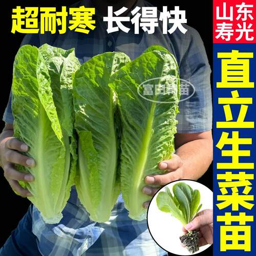 脆嫩好吃直立生菜苗秧孔雀菜大速红皱意大利生菜种子四季盆栽阳台