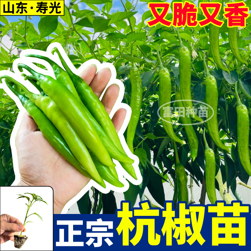 山东寿光正宗杭椒苗秧又脆又香四季高产辣妹子红小米辣椒种子盆栽