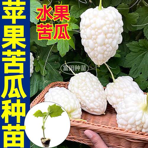 正宗苹果苦瓜秧苗带土球白绿疙瘩苦瓜种子籽四季盆栽庭院水果苦瓜