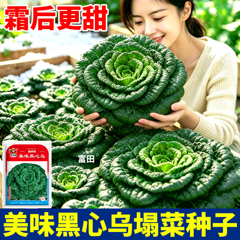 美味黑心乌塌菜种子耐寒个头大