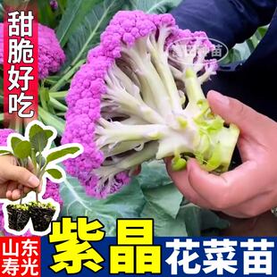 山东寿光紫晶花菜秧苗带土球西兰花松花菜甘蓝包菜壮苗四季露天种