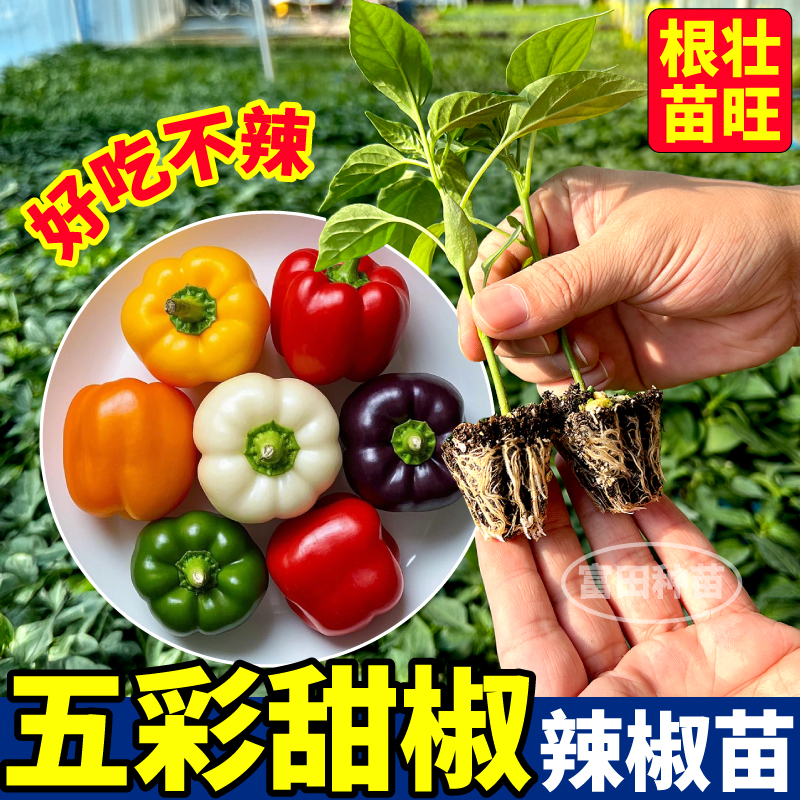 超大果五彩甜椒辣椒苗秧四季好吃不辣红黄紫白绿甜椒种子阳台盆栽