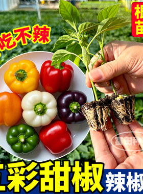 超大果五彩甜椒辣椒苗秧四季好吃不辣红黄紫白绿甜椒种子阳台盆栽