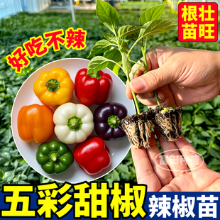 超大果五彩甜椒辣椒苗秧四季 好吃不辣红黄紫白绿甜椒种子阳台盆栽