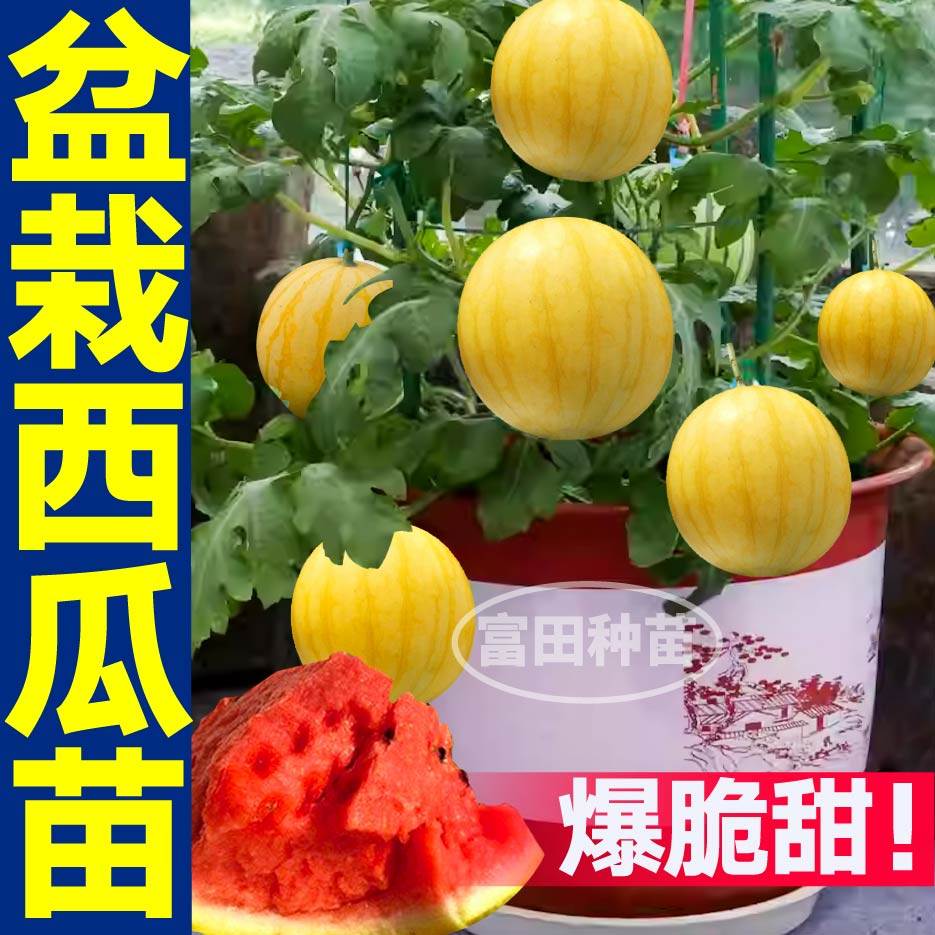 黄皮西瓜秧苗带土球爆甜冰糖麒麟西瓜种子籽春秋四季盆栽寿光菜苗