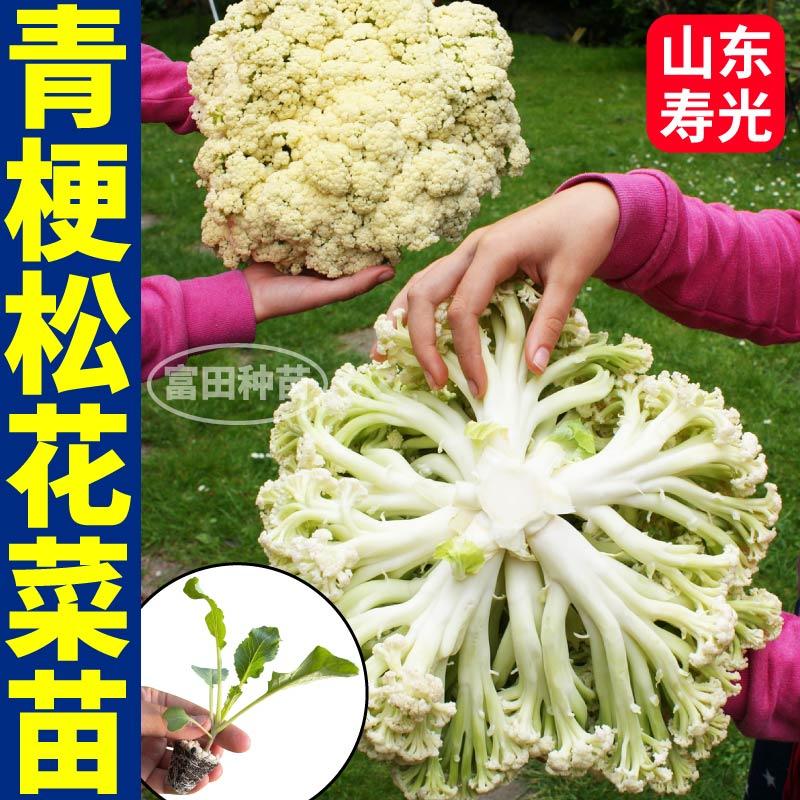 早熟寿光松花菜苗秧花椰菜紫花菜西兰花种子青梗散花特大花球四季