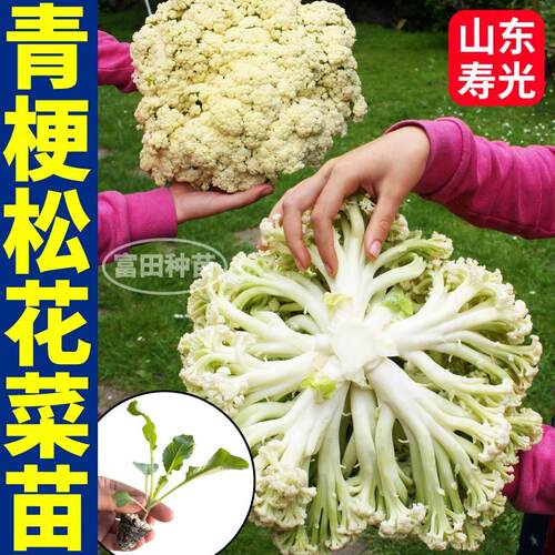 早熟寿光松花菜苗秧花椰菜紫花菜西兰花种子青梗散花特大花球四季