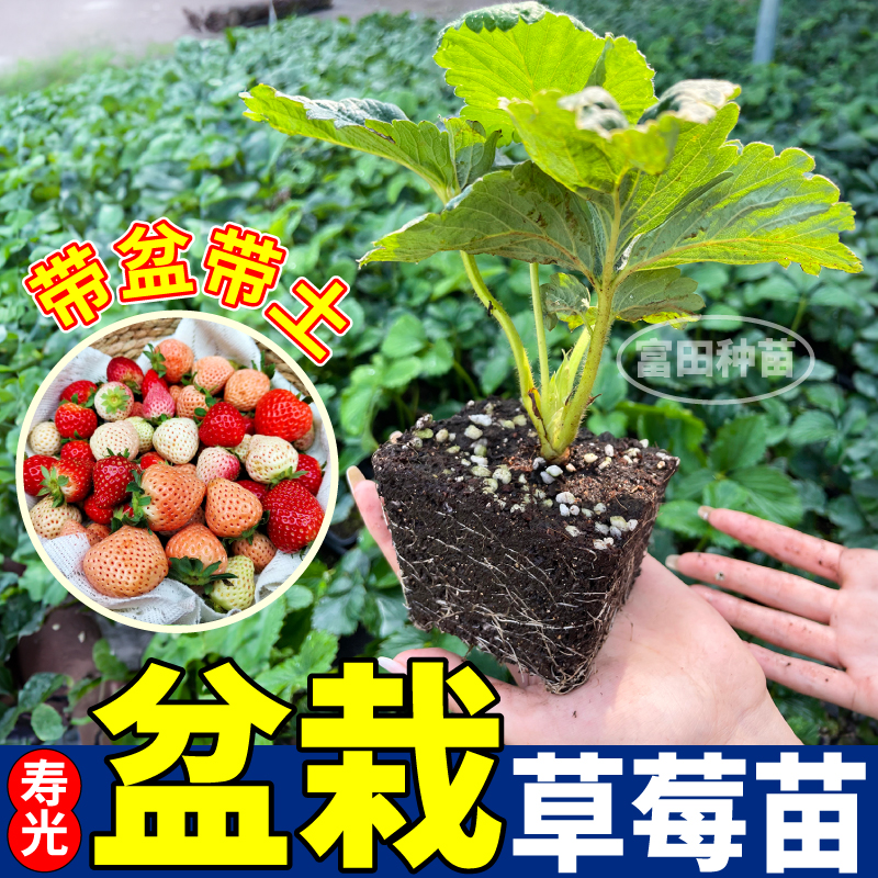 山东寿光盆栽草莓苗秧四季高产包对版红黑粉白草莓苗原土原盆阳台