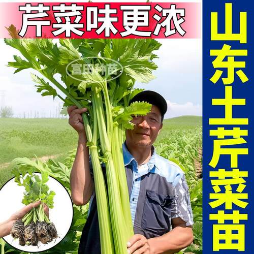 正宗山东土芹菜苗秧皇后西芹四季小香芹红香芹种子四季盆栽带土球