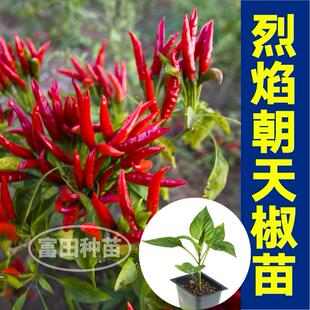 压趴架烈焰朝天椒苗秧特辣红小米种子螺丝美人红黄甜椒带土球盆栽