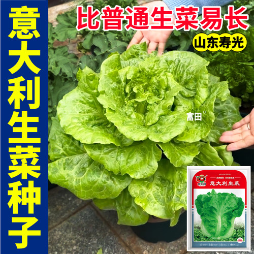 甜脆意大利生菜种子抗病高产田园