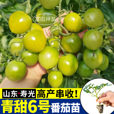 青甜6号番茄苗秧高产超甜绿宝石圣女果带土四季种子阳台小院盆栽