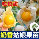寿光超甜大果奶香姑娘果苗秧紫姑娘果种子高产四季 盆栽特甜灯笼果