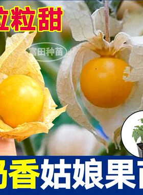 寿光超甜大果奶香姑娘果苗秧紫姑娘果种子高产四季盆栽特甜灯笼果