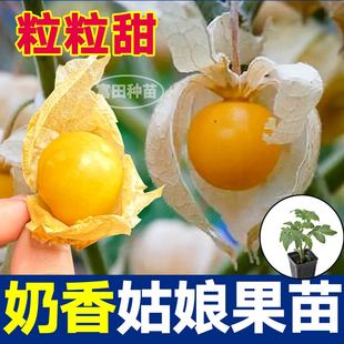 寿光超甜大果奶香姑娘果苗秧紫姑娘果种子高产四季盆栽特甜灯笼果
