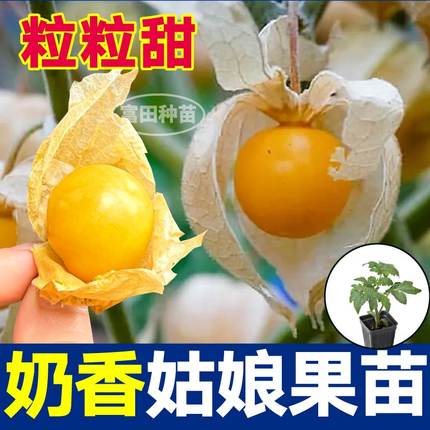 寿光超甜大果奶香姑娘果苗秧紫姑娘果种子高产四季盆栽特甜灯笼果