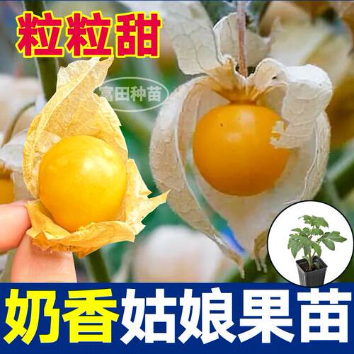 寿光超甜大果奶香姑娘果苗秧紫姑娘果种子高产四季盆栽特甜灯笼果