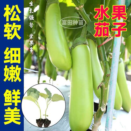 水果茄子青皮绿长茄苗秧圆茄紫黑长茄竹丝白茄种子四季种植蔬菜苗