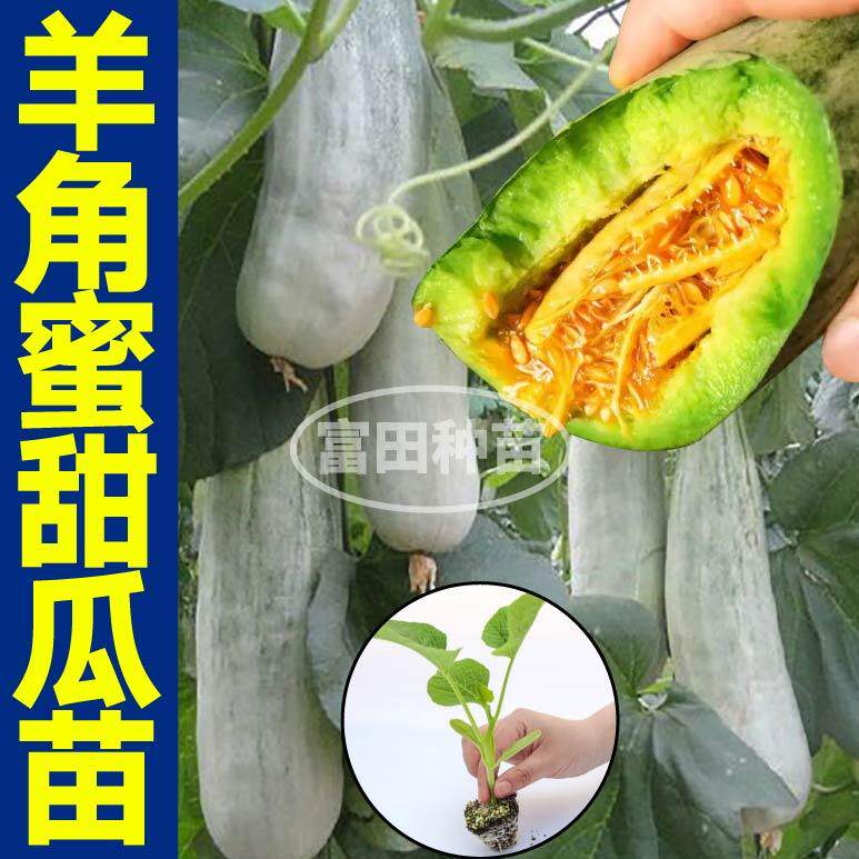 爆甜羊角蜜甜瓜苗秧带土球绿宝石博洋九甜瓜种子四季盆栽庭院春秋