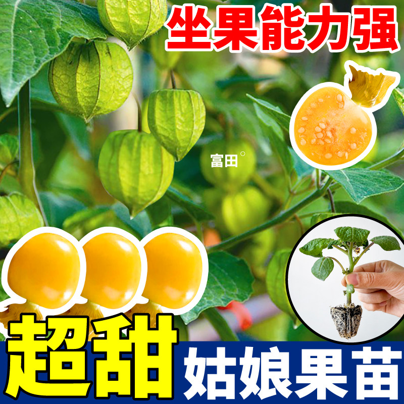 正版奶香姑娘果苗秧超甜黄紫东北菇娘果种子四季阳台高产盆栽